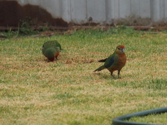 Platycercus icterotis icterotis