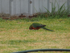 Platycercus icterotis icterotis