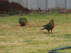 Platycercus icterotis icterotis