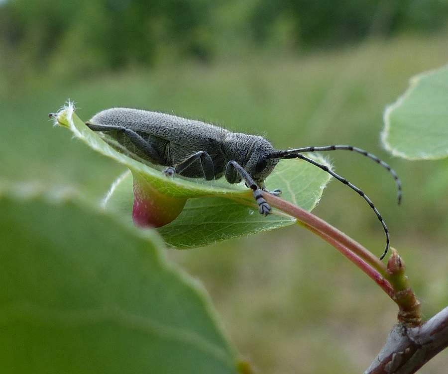 poplar-gall saperda
