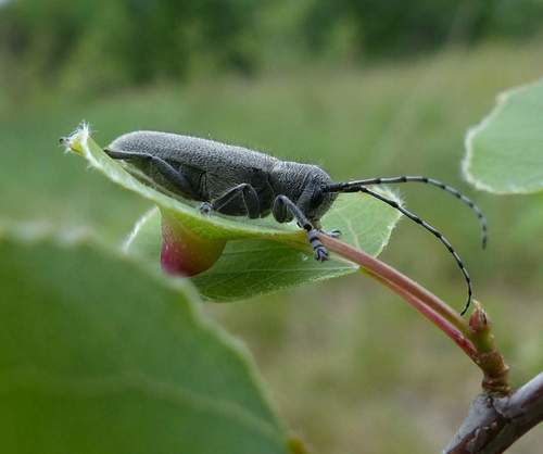 poplar-gall saperda