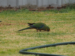 Platycercus icterotis icterotis