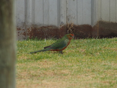 Platycercus icterotis icterotis