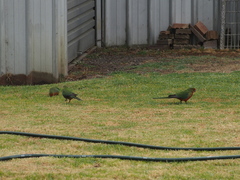 Platycercus icterotis icterotis