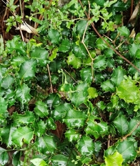 Magnoliopsida