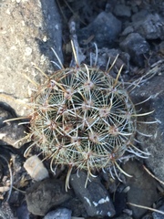 Ancistrocactus scheeri
