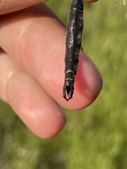 Somatochlora brevicincta