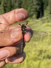Somatochlora brevicincta