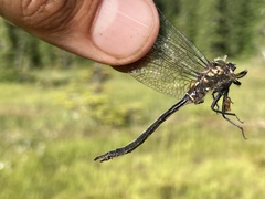 Somatochlora brevicincta