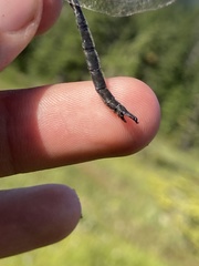 Somatochlora brevicincta