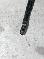 Somatochlora brevicincta