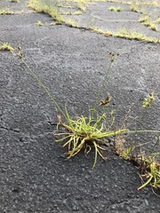 Fimbristylis dichotoma