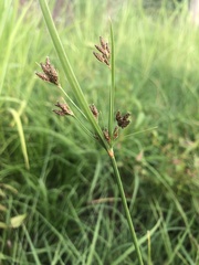 Fimbristylis dichotoma