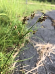 Fimbristylis dichotoma