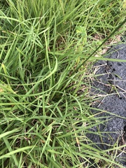 Fimbristylis dichotoma