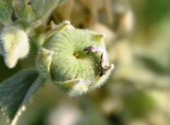 Oxycarenus hyalinipennis