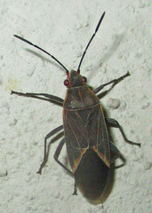 Boisea fulcrata