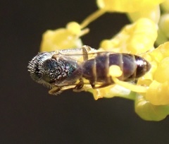 Nomioides