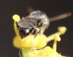 Nomioides
