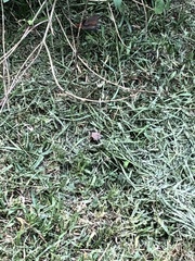 Synallaxis gujanensis