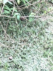 Synallaxis gujanensis