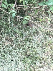 Synallaxis gujanensis