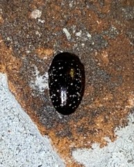 Chelonarium lecontei