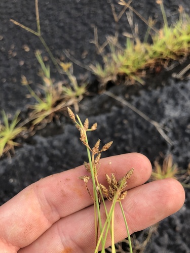Southern Fimbry (Fimbristylis decipiens)