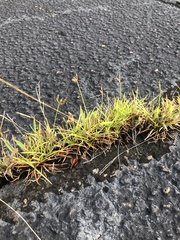 Fimbristylis decipiens