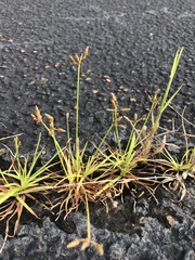 Fimbristylis decipiens