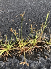 Fimbristylis decipiens