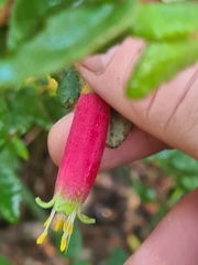 Correa reflexa reflexa