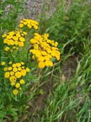 Tanacetum vulgare