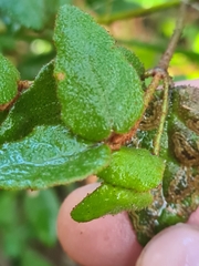 Correa reflexa reflexa