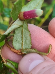 Correa reflexa reflexa