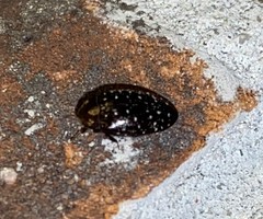 Chelonarium lecontei