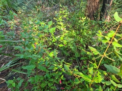 Correa reflexa reflexa