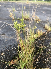 Cyperus surinamensis
