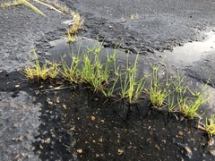 Cyperus surinamensis