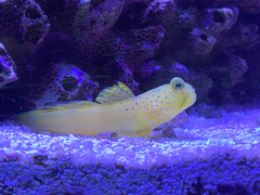 Cryptocentrus cinctus