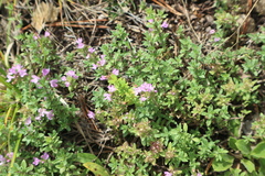Thymus bashkiriensis