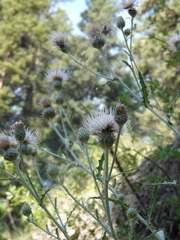 Cirsium cymosum canovirens