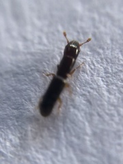 Monotomidae