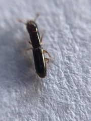 Monotomidae