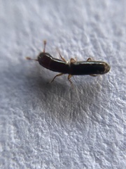 Monotomidae