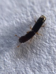Monotomidae
