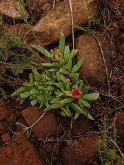 Delosperma carolinense