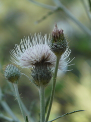Cirsium cymosum canovirens