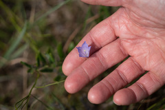 Campanula intercedens