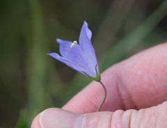 Campanula intercedens